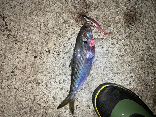 コノシロの釣果