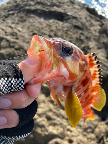 アカハタの釣果