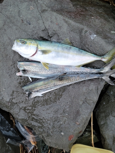 サゴシの釣果