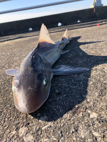検見川浜突堤で釣れたサメの釣り・釣果情報 - アングラーズ