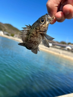 アオメバルの釣果