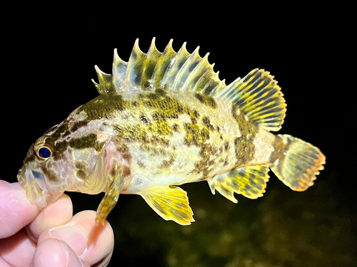 タケノコメバルの釣果