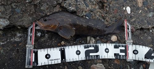 アイナメの釣果