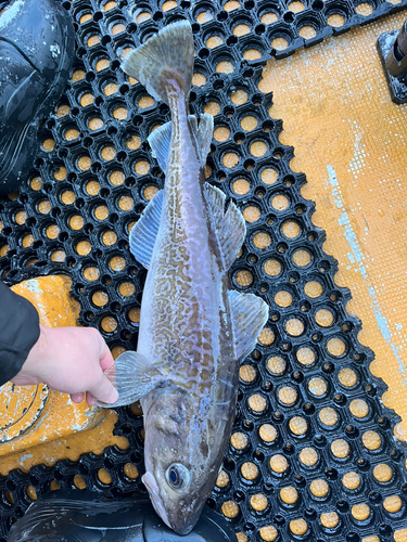 マダラの釣果