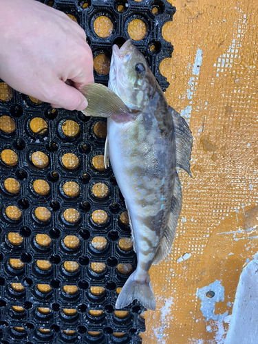 ホッケの釣果