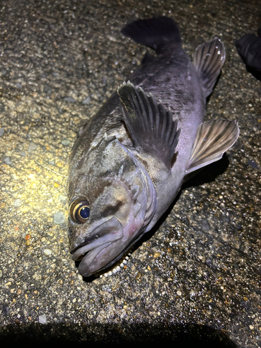 クロソイの釣果