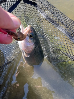 ニジマスの釣果