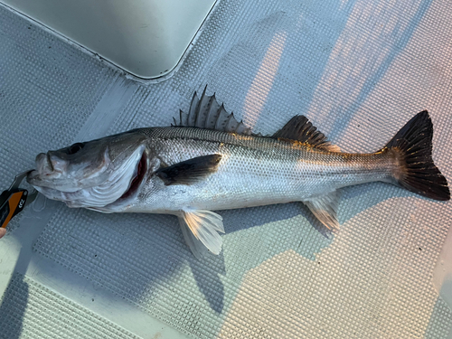 シーバスの釣果