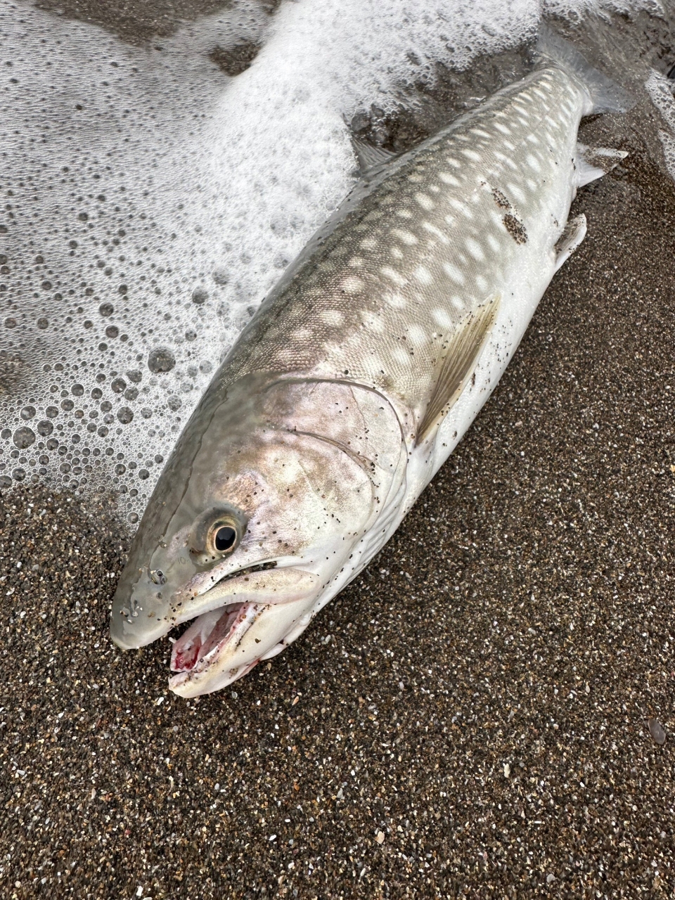 アメマス