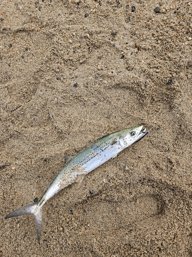 サゴシの釣果