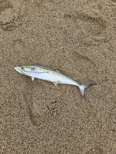 サゴシの釣果