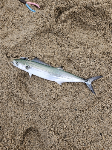 サゴシの釣果