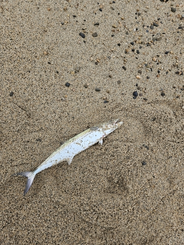 サゴシの釣果