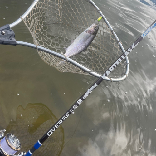 ニジマスの釣果