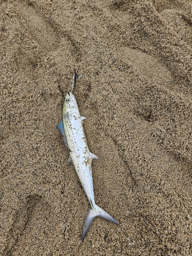 サゴシの釣果