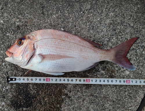 マダイの釣果