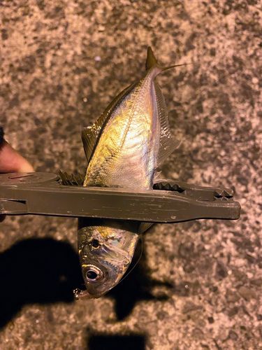 マアジの釣果
