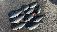 クチブトグレの釣果