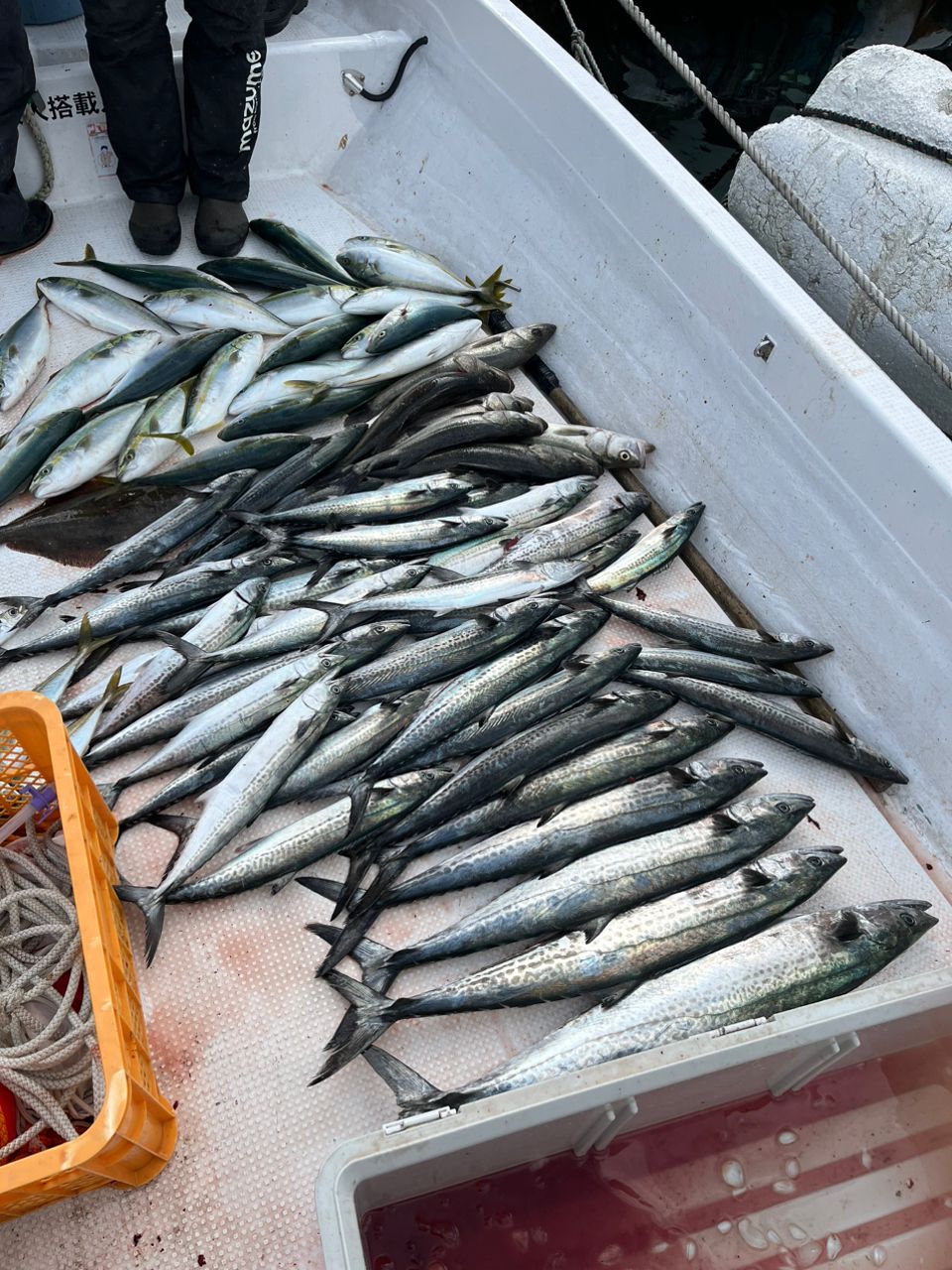 練り物親子さんの釣果 2枚目の画像