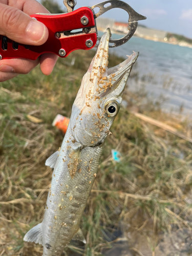 オオカマスの釣果