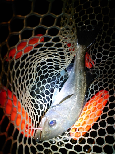 フッコ（マルスズキ）の釣果