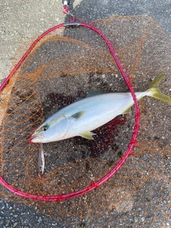 ハマチの釣果