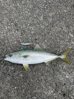 ハマチの釣果