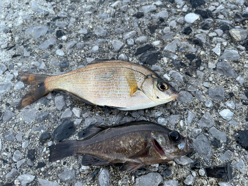 アカメバルの釣果