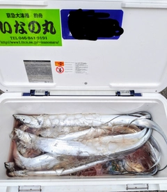 タチウオの釣果