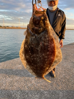 ヒラメの釣果