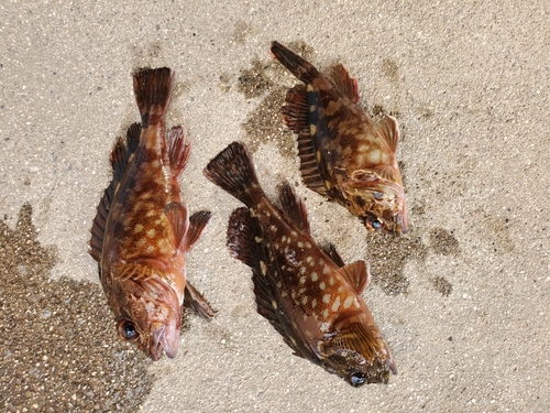 カサゴの釣果