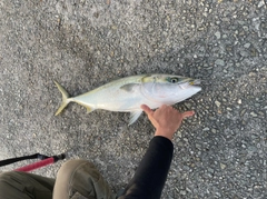 ハマチの釣果