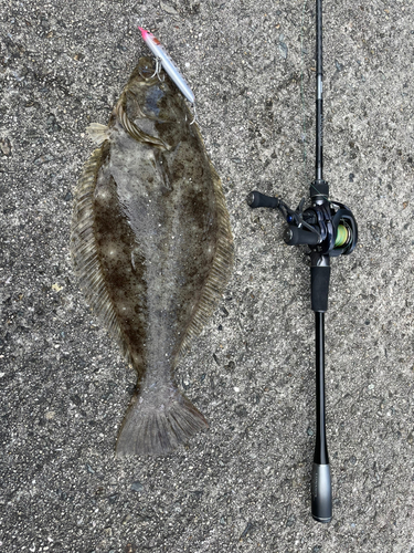 ヒラメの釣果