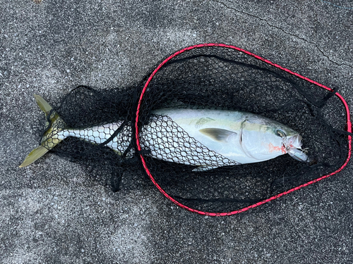 ブリの釣果