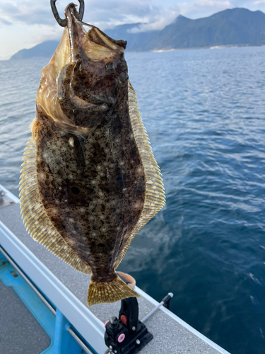 ヒラメの釣果