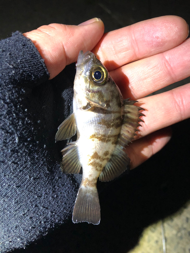 メバルの釣果