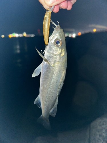 スズキの釣果