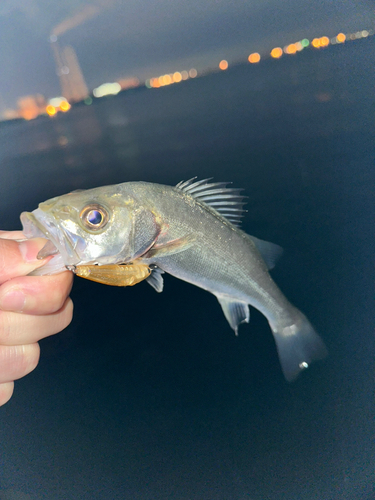 スズキの釣果