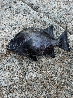 イシガキダイの釣果