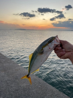 ハマチの釣果