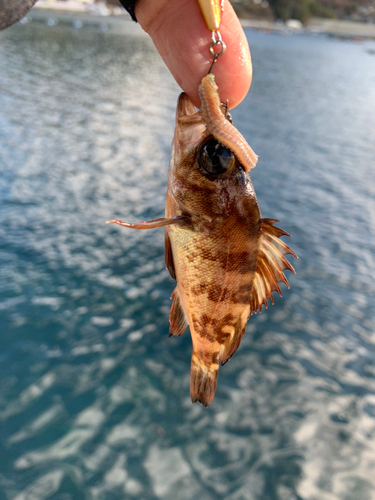 メバルの釣果