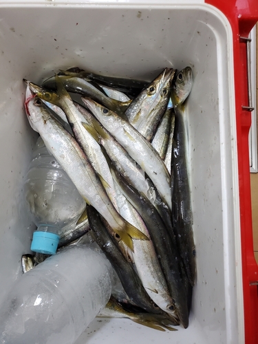 カマスの釣果