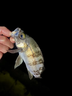 シロメバルの釣果