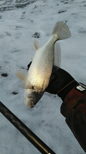 ニベの釣果