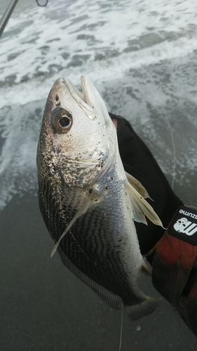 ニベの釣果