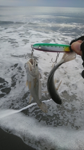 ニベの釣果