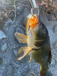 コイの釣果