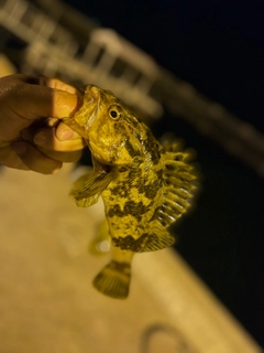 カサゴの釣果