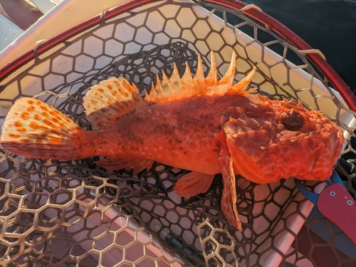 オニカサゴの釣果