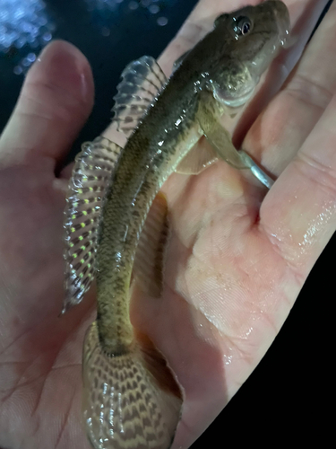 ハゼの釣果